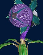 腐食花.jpg