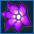 紫花.jpg